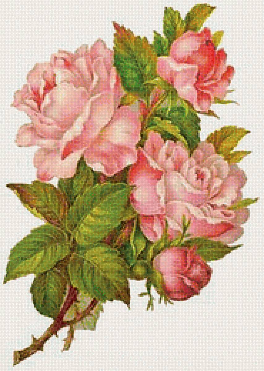Розы - вышивка крестом - предпросмотр