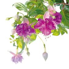 Схема вышивки «фуксия-3»