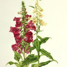 Схема вышивки «№1560683»