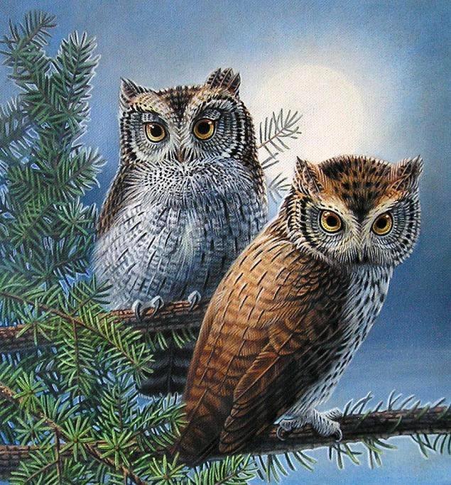Мир птиц - пара, птица, совы, сова - оригинал
