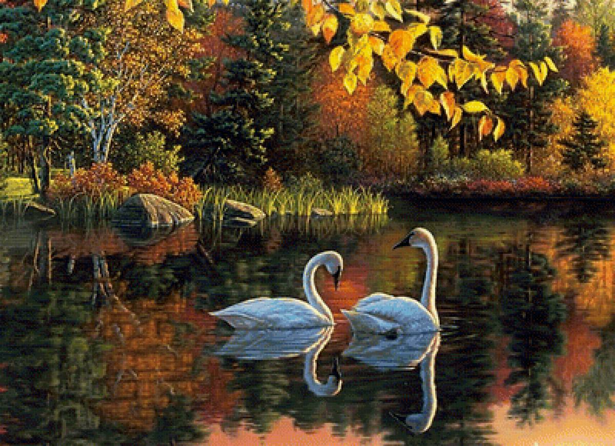 Мир птиц - лебедь, пара, птица, озеро - предпросмотр