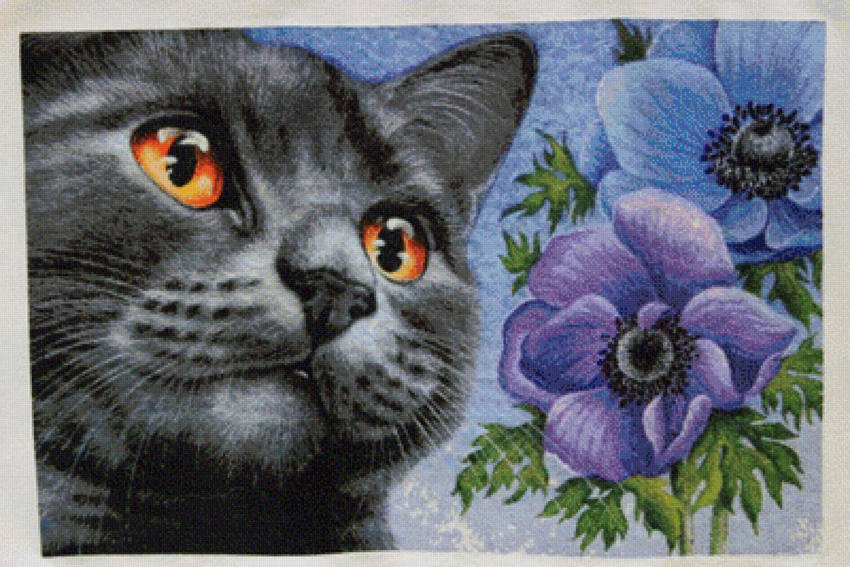 хаед кошка - предпросмотр