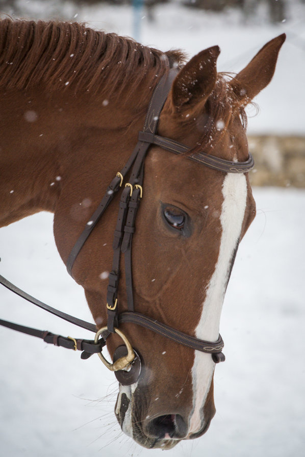 Доминикана-София-Луиджи портрет - лошадь, лошадки, лошадь зимой, кони - оригинал