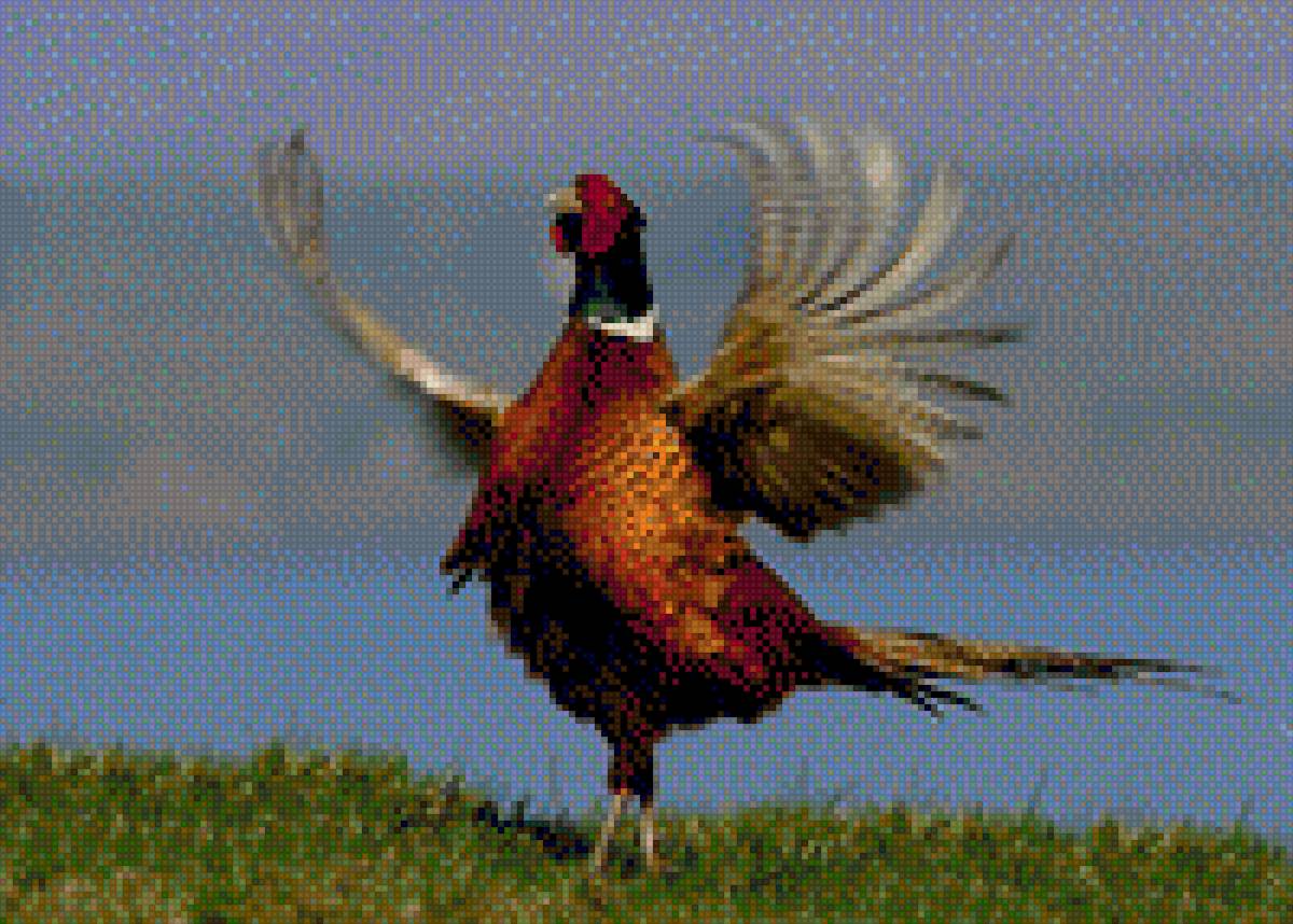 Faisão Coleira - caça - предпросмотр