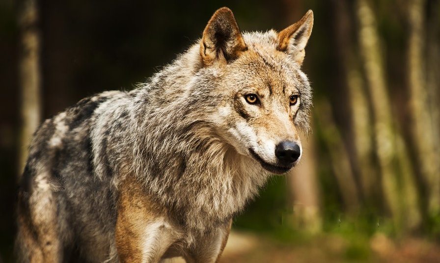 Волк - оригинал