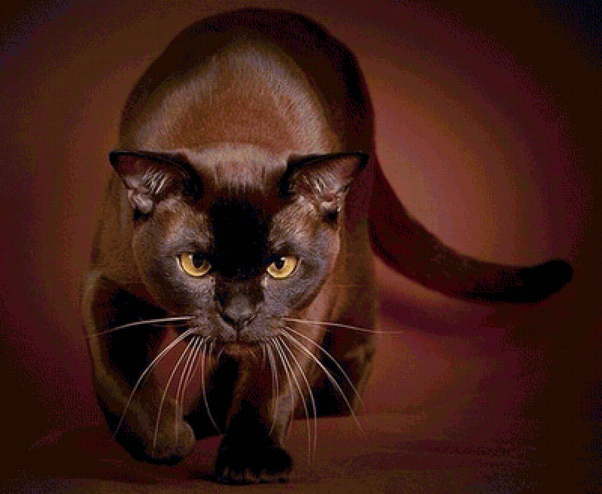 кошка бирма - кошка, грация - предпросмотр