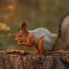 Схема вышивки «Белочка»