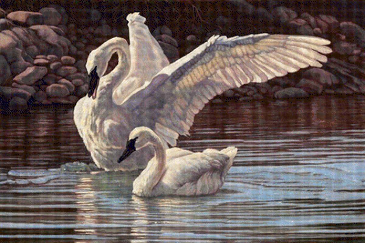 лебединая песня - лебедь, лебеди, пара, птицы - предпросмотр