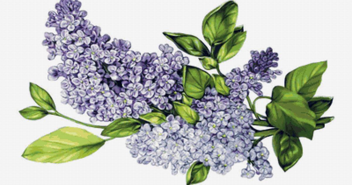 Ветка сирени - предпросмотр