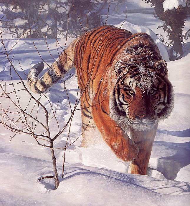 Tygrys na śniegu - оригинал