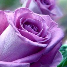 лиловые розы