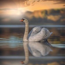 Схема вышивки «Rosa mari ap»