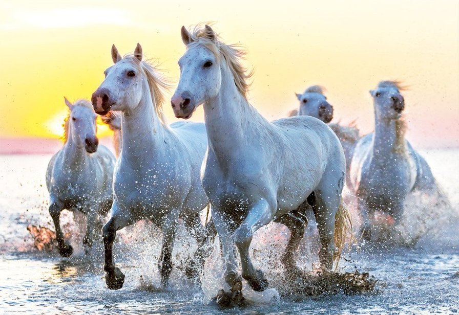 Белые лошади на рассвете - рассвет, табун, лошади - оригинал