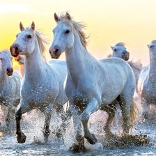 Белые лошади на рассвете