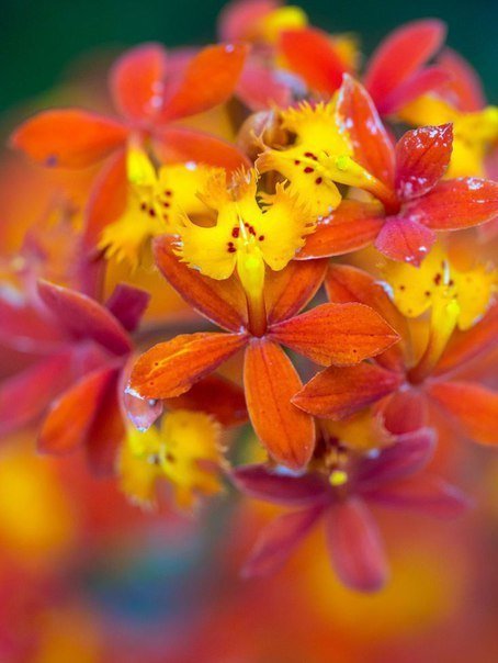 еще цветы - цветы - оригинал