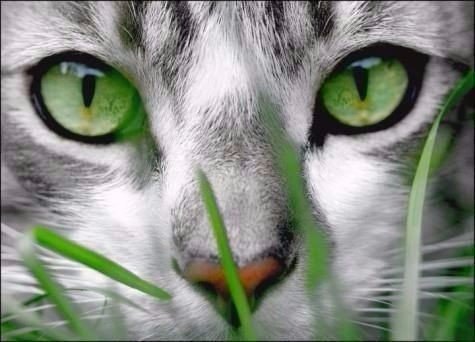 кошка - зеленые глаза, кошка, трава - оригинал