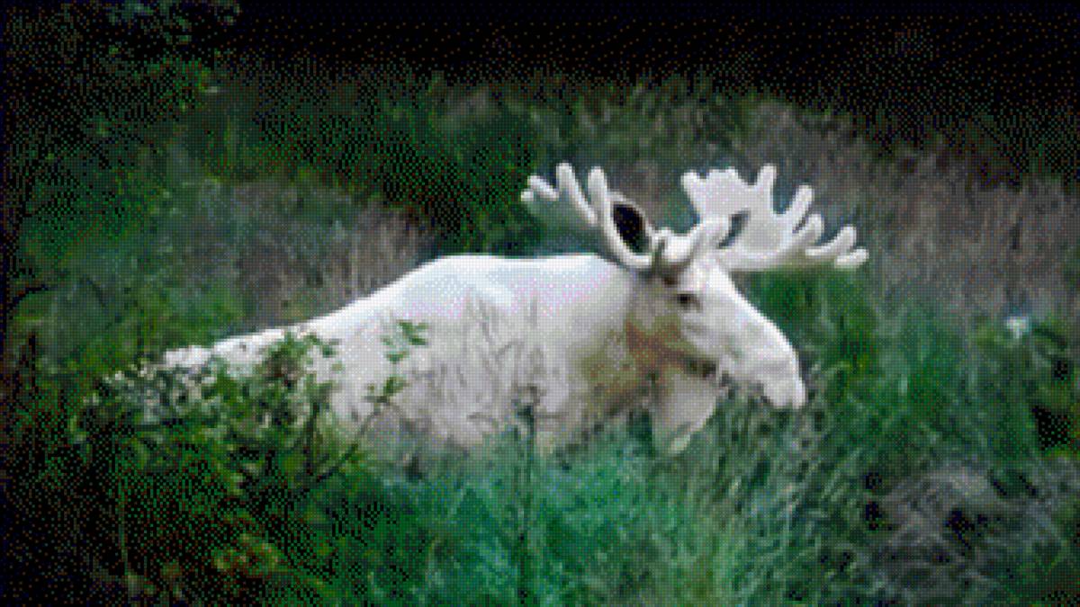 Rosa mari ap - belleza - предпросмотр