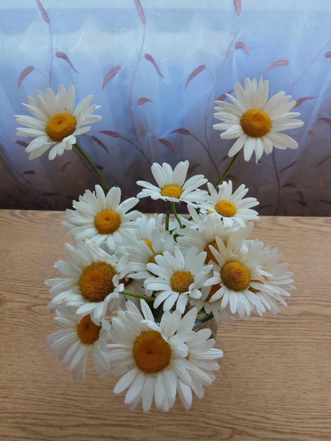 Ромашки - натюрморт - оригинал