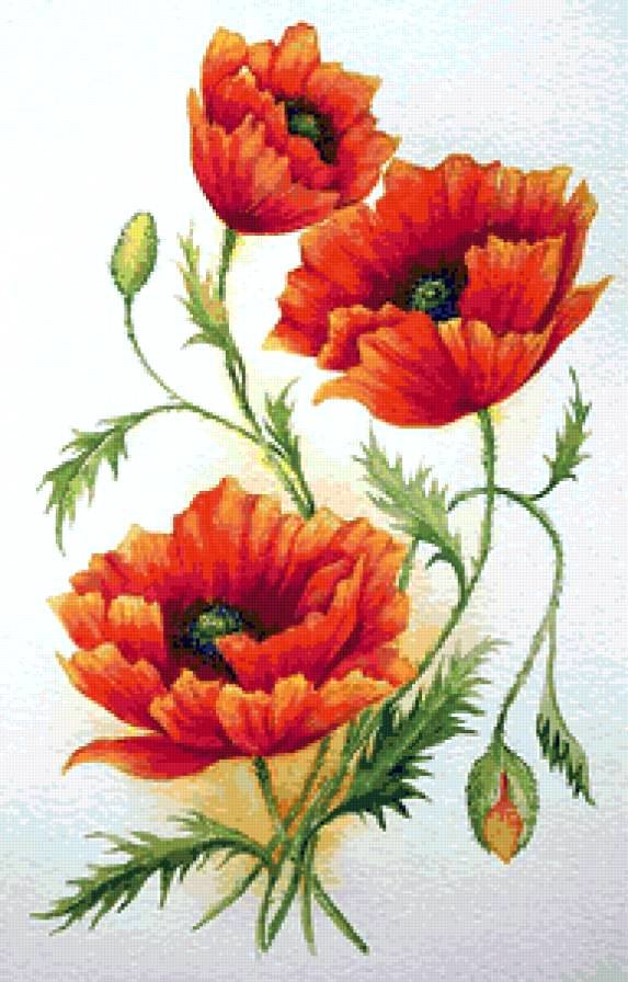 маки - оригинал