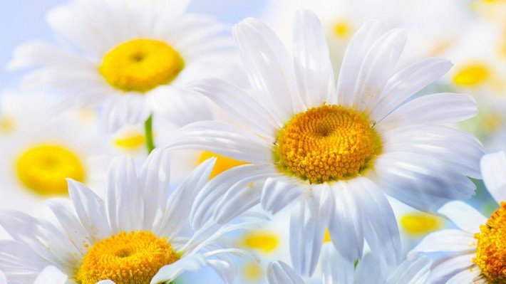 ромашка - ромашка. цветы - оригинал