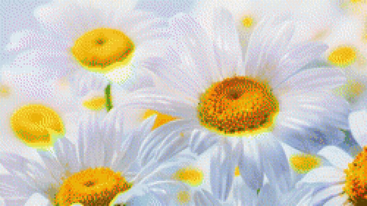 ромашка - ромашка. цветы - предпросмотр