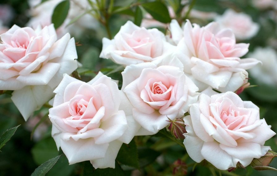Белые розы - цветы, розы - оригинал