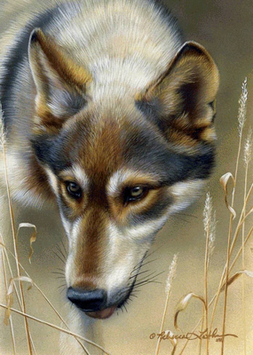 Волк - животные - предпросмотр