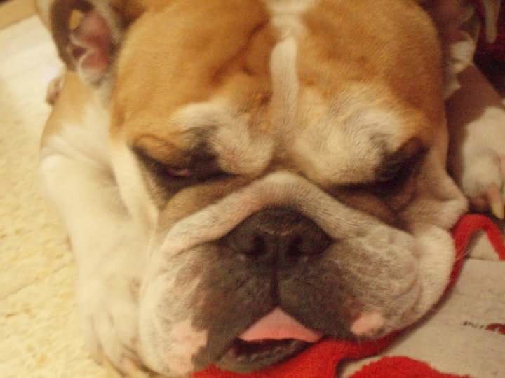 YANG 60 HILOS - yang 60 hilos - оригинал