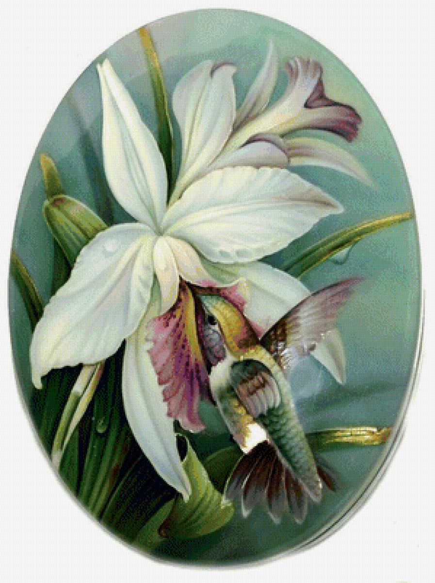 orchidea,kolibrík - предпросмотр