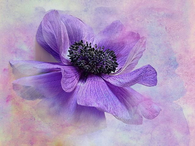 цветок - цветок - оригинал