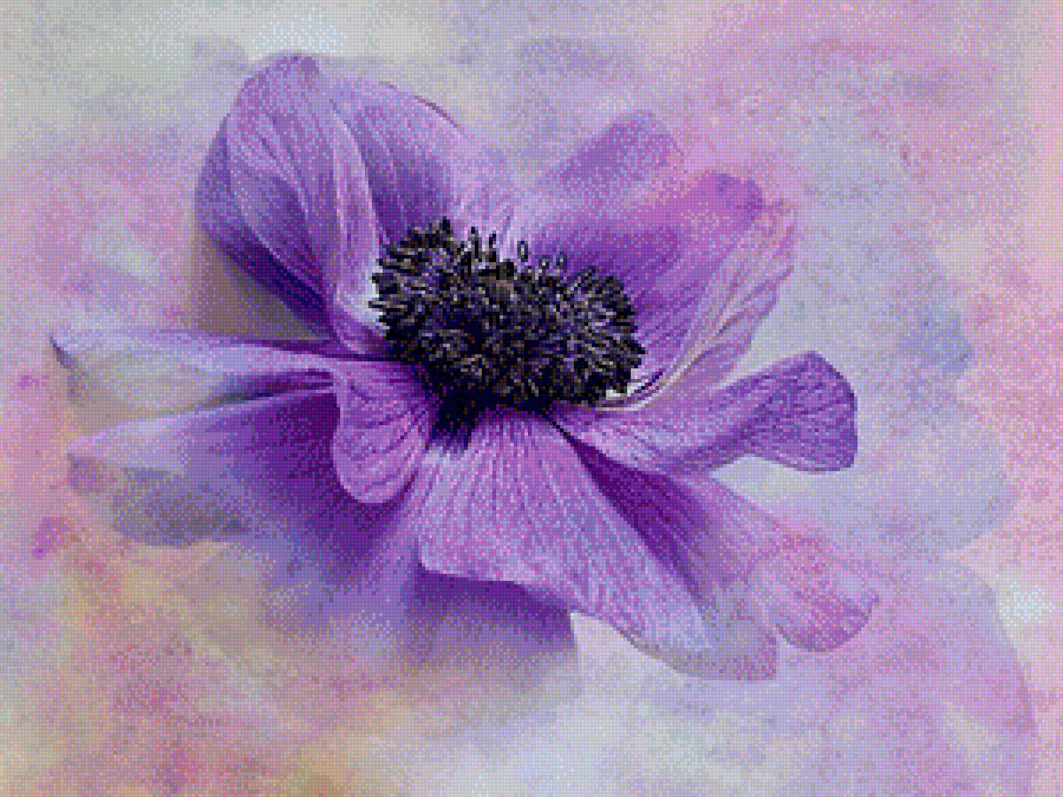 цветок - цветок - предпросмотр