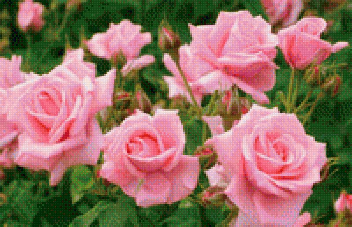 Розы 2 - предпросмотр