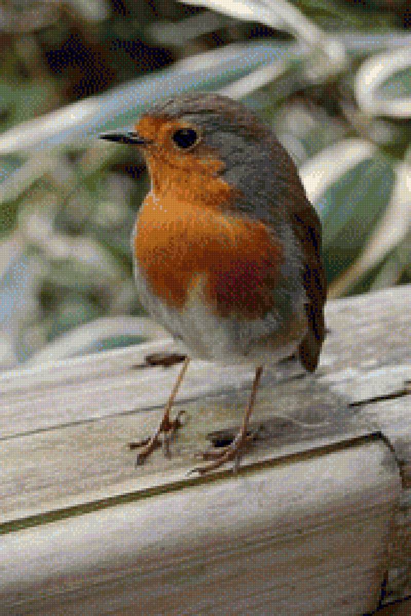 Rosa mari ap - petirrojo - предпросмотр