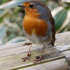 Схема вышивки «Rosa mari ap»