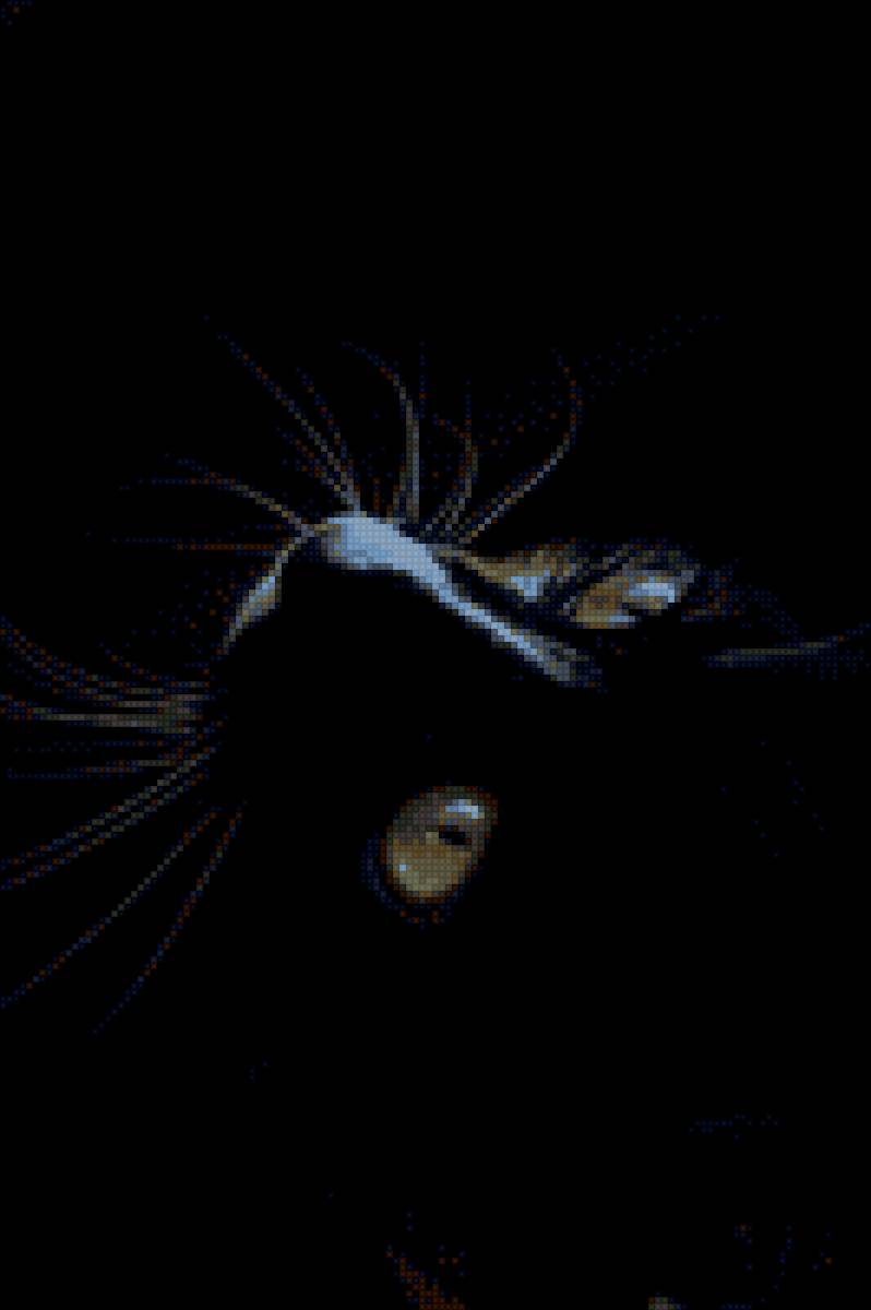 Черный кот на черном - предпросмотр