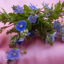 цветы на столе