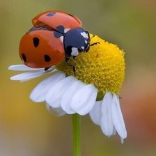 Схема вышивки «БОЖЬЯ КОРОВКА НА ЦВЕТКЕ»