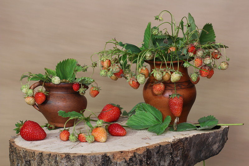 №1575315 - оригинал