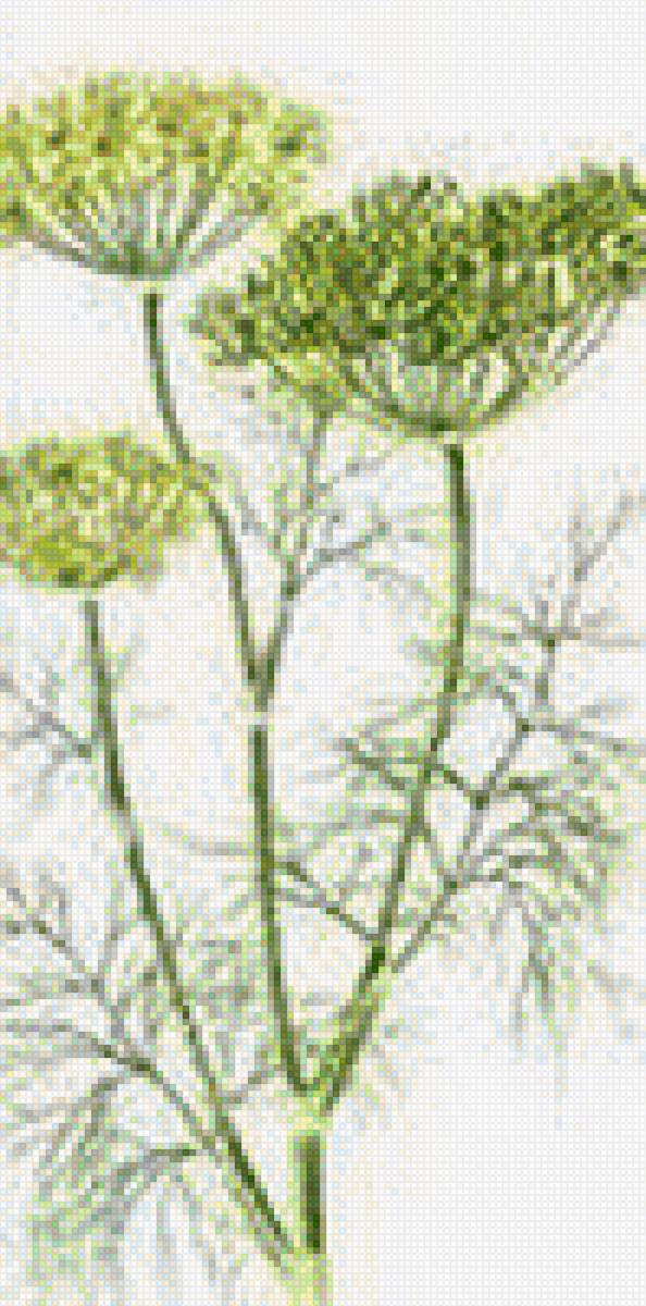 Rosa mari ap - hinojo - предпросмотр