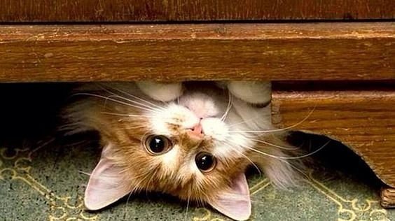 котик - кот, кошка - оригинал