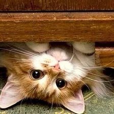 Схема вышивки «котик»