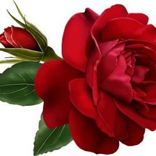 Схема вышивки «роза»