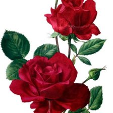 Схема вышивки «розы»