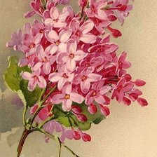 Схема вышивки «сирень»