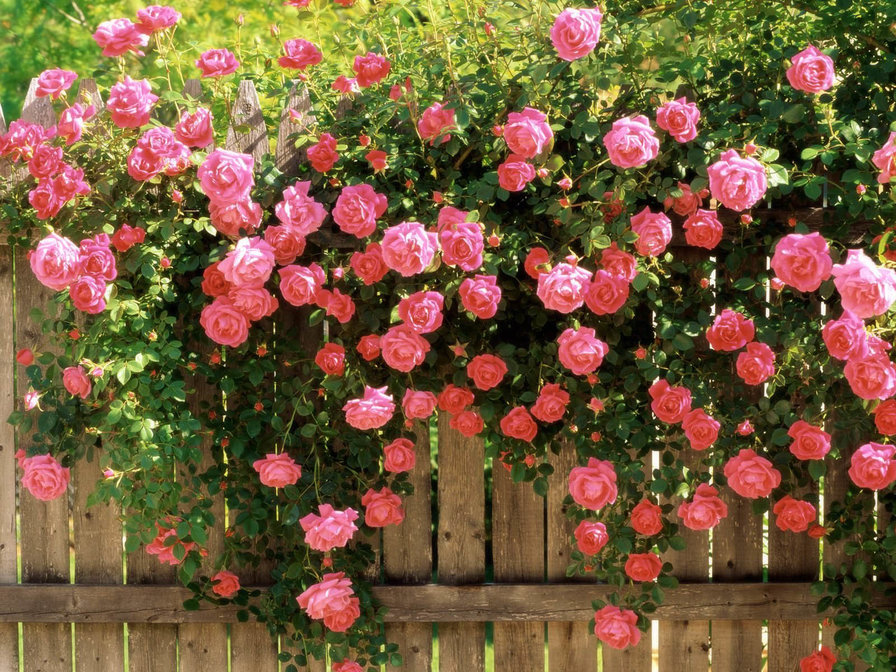 Розы на заборе - розовые, забор, цветы, розы, природа, цветут, лето - оригинал