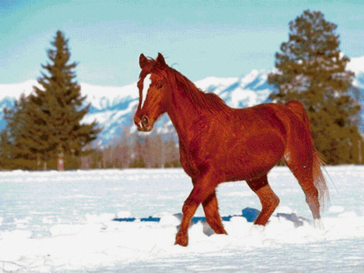Лошади 9 лет. Лошади. Красная лошадь. Лошади в снегу. Рыжая лошадь.