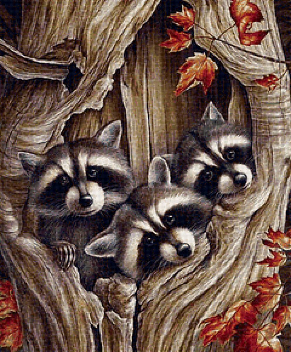 енотики - лес, природа, енот - предпросмотр