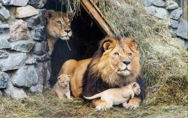 Великое семейство - львы, семья - оригинал
