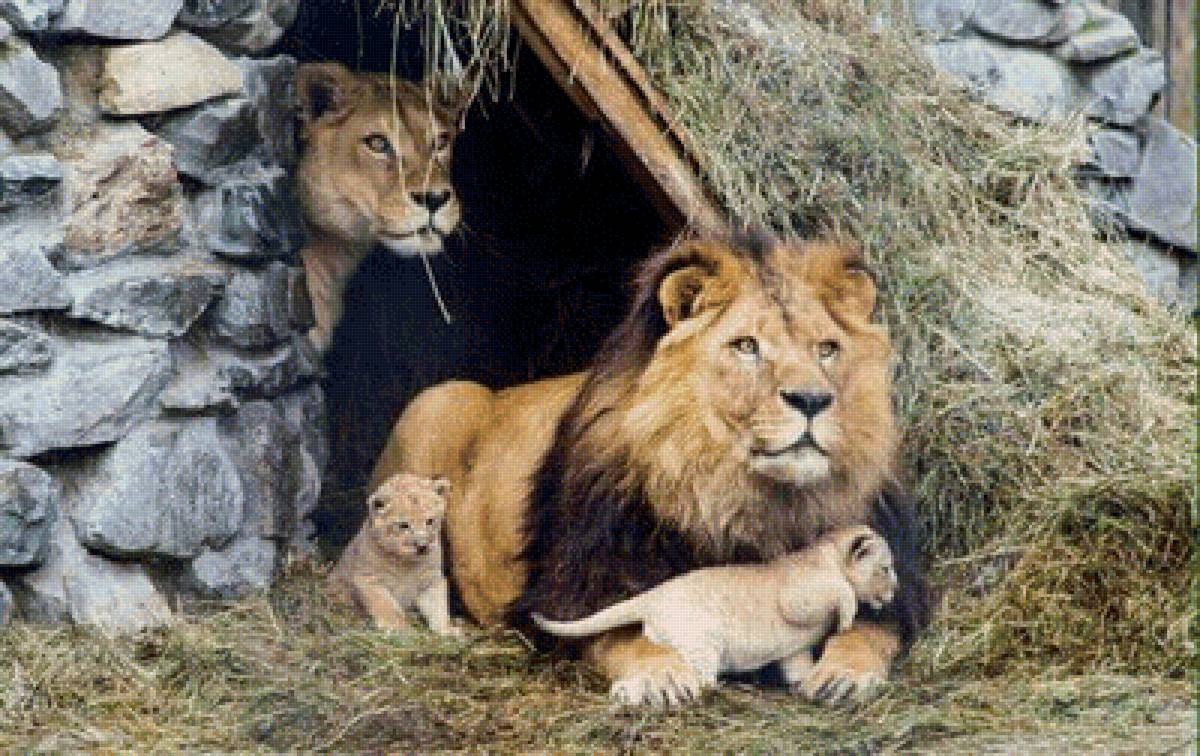 Великое семейство - львы, семья - предпросмотр