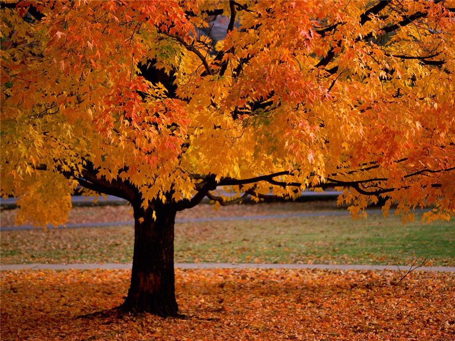 Осень - осенний пейзаж - оригинал